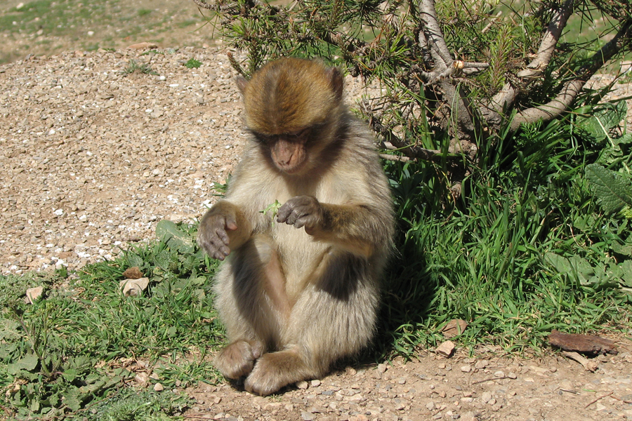 1 Macaca sylvanus on the way to Azrou