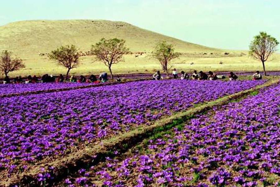 3 Safrane Taliouine, Maroc