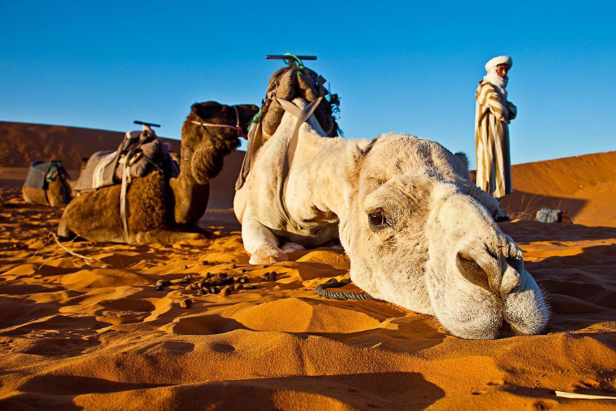 3 desert-excursion-morocco-camel-trekking-3